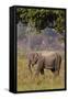 Indian Asian Elephant, Corbett National Park, India-Jagdeep Rajput-Framed Stretched Canvas