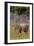 Indian Asian Elephant, Corbett National Park, India-Jagdeep Rajput-Framed Premium Photographic Print