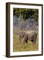 Indian Asian Elephant, Corbett National Park, India-Jagdeep Rajput-Framed Photographic Print