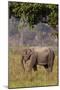 Indian Asian Elephant, Corbett National Park, India-Jagdeep Rajput-Mounted Photographic Print