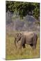 Indian Asian Elephant, Corbett National Park, India-Jagdeep Rajput-Mounted Photographic Print