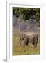 Indian Asian Elephant, Corbett National Park, India-Jagdeep Rajput-Framed Photographic Print