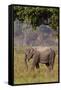 Indian Asian Elephant, Corbett National Park, India-Jagdeep Rajput-Framed Stretched Canvas