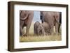 Indian Asian Elephant, Corbett National Park, India-Jagdeep Rajput-Framed Premium Photographic Print