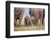 Indian Asian Elephant, Corbett National Park, India-Jagdeep Rajput-Framed Premium Photographic Print