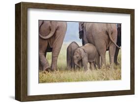 Indian Asian Elephant, Corbett National Park, India-Jagdeep Rajput-Framed Photographic Print