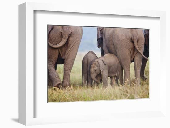 Indian Asian Elephant, Corbett National Park, India-Jagdeep Rajput-Framed Photographic Print