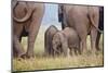 Indian Asian Elephant, Corbett National Park, India-Jagdeep Rajput-Mounted Photographic Print