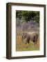 Indian Asian Elephant, Corbett National Park, India-Jagdeep Rajput-Framed Photographic Print