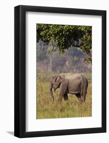 Indian Asian Elephant, Corbett National Park, India-Jagdeep Rajput-Framed Photographic Print