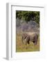 Indian Asian Elephant, Corbett National Park, India-Jagdeep Rajput-Framed Photographic Print