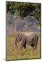 Indian Asian Elephant, Corbett National Park, India-Jagdeep Rajput-Mounted Photographic Print