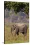 Indian Asian Elephant, Corbett National Park, India-Jagdeep Rajput-Stretched Canvas