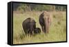 Indian Asian Elephant Family in the Savannah, Corbett NP, India-Jagdeep Rajput-Framed Stretched Canvas