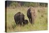 Indian Asian Elephant Family in the Savannah, Corbett NP, India-Jagdeep Rajput-Stretched Canvas