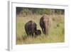 Indian Asian Elephant Family in the Savannah, Corbett NP, India-Jagdeep Rajput-Framed Photographic Print