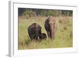 Indian Asian Elephant Family in the Savannah, Corbett NP, India-Jagdeep Rajput-Framed Photographic Print