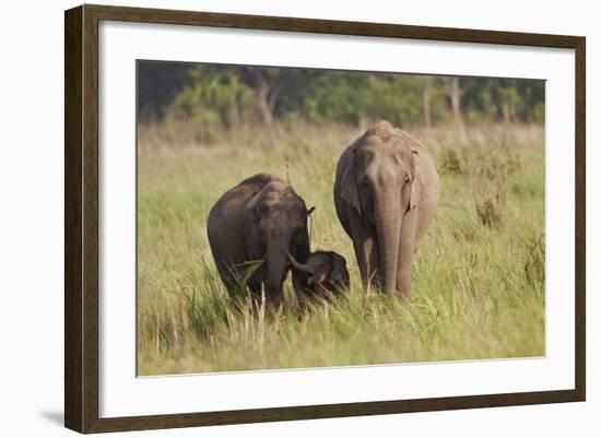 Indian Asian Elephant Family in the Savannah, Corbett NP, India-Jagdeep Rajput-Framed Photographic Print