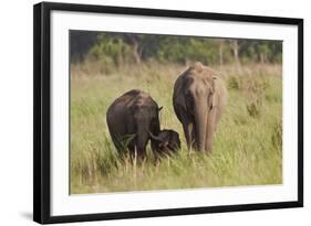 Indian Asian Elephant Family in the Savannah, Corbett NP, India-Jagdeep Rajput-Framed Photographic Print