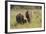 Indian Asian Elephant Family in the Savannah, Corbett NP, India-Jagdeep Rajput-Framed Photographic Print