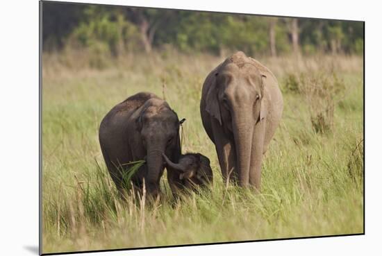 Indian Asian Elephant Family in the Savannah, Corbett NP, India-Jagdeep Rajput-Mounted Photographic Print