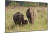 Indian Asian Elephant Family in the Savannah, Corbett NP, India-Jagdeep Rajput-Mounted Photographic Print