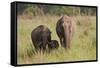 Indian Asian Elephant Family in the Savannah, Corbett NP, India-Jagdeep Rajput-Framed Stretched Canvas