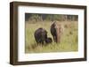 Indian Asian Elephant Family in the Savannah, Corbett NP, India-Jagdeep Rajput-Framed Photographic Print