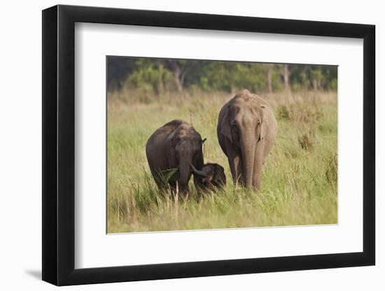 Indian Asian Elephant Family in the Savannah, Corbett NP, India-Jagdeep Rajput-Framed Photographic Print