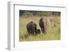 Indian Asian Elephant Family in the Savannah, Corbett NP, India-Jagdeep Rajput-Framed Premium Photographic Print