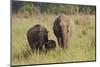 Indian Asian Elephant Family in the Savannah, Corbett NP, India-Jagdeep Rajput-Mounted Premium Photographic Print