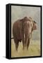 Indian Asian Elephant Feeding, Corbett National Park, India-Jagdeep Rajput-Framed Stretched Canvas