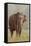 Indian Asian Elephant Feeding, Corbett National Park, India-Jagdeep Rajput-Framed Stretched Canvas