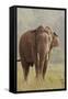 Indian Asian Elephant Feeding, Corbett National Park, India-Jagdeep Rajput-Framed Stretched Canvas