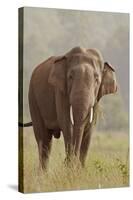 Indian Asian Elephant Feeding, Corbett National Park, India-Jagdeep Rajput-Stretched Canvas
