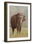 Indian Asian Elephant Feeding, Corbett National Park, India-Jagdeep Rajput-Framed Premium Photographic Print