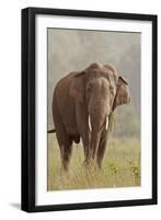 Indian Asian Elephant Feeding, Corbett National Park, India-Jagdeep Rajput-Framed Premium Photographic Print
