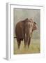 Indian Asian Elephant Feeding, Corbett National Park, India-Jagdeep Rajput-Framed Premium Photographic Print