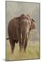 Indian Asian Elephant Feeding, Corbett National Park, India-Jagdeep Rajput-Mounted Premium Photographic Print