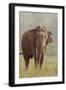 Indian Asian Elephant Feeding, Corbett National Park, India-Jagdeep Rajput-Framed Photographic Print