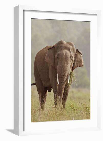 Indian Asian Elephant Feeding, Corbett National Park, India-Jagdeep Rajput-Framed Photographic Print