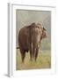 Indian Asian Elephant Feeding, Corbett National Park, India-Jagdeep Rajput-Framed Photographic Print