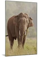 Indian Asian Elephant Feeding, Corbett National Park, India-Jagdeep Rajput-Mounted Photographic Print