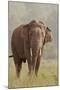 Indian Asian Elephant Feeding, Corbett National Park, India-Jagdeep Rajput-Mounted Photographic Print