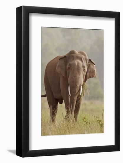 Indian Asian Elephant Feeding, Corbett National Park, India-Jagdeep Rajput-Framed Photographic Print