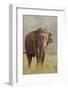 Indian Asian Elephant Feeding, Corbett National Park, India-Jagdeep Rajput-Framed Photographic Print