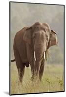 Indian Asian Elephant Feeding, Corbett National Park, India-Jagdeep Rajput-Mounted Photographic Print