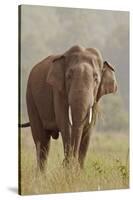 Indian Asian Elephant Feeding, Corbett National Park, India-Jagdeep Rajput-Stretched Canvas