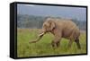 Indian Asian Elephant, Male, in the Savannah, Corbett NP, India-Jagdeep Rajput-Framed Stretched Canvas