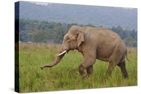 Indian Asian Elephant, Male, in the Savannah, Corbett NP, India-Jagdeep Rajput-Stretched Canvas